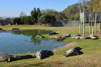 Some-of-the-Croc-City-&-Reptile-Park-resident-crocs-1