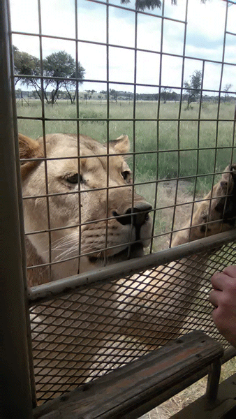 wildlife at Lion & Safari Park