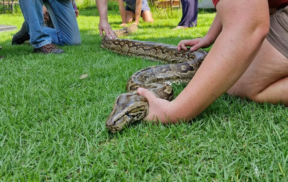 Huge python swallows pitbull in North West province | Bona Magazine