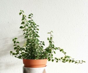 plants