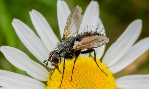 Buzz off! Natural ways to keep flies out of your home Bona Magazine