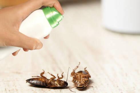 Effective ways to get rid of bugs in your kitchen