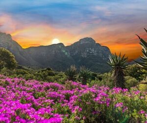 Kirstenbosch National Botanical Garden, Cape Town gardens, Table Mountain views, best gardens in the world, indigenous South African plants, Bona Magazine