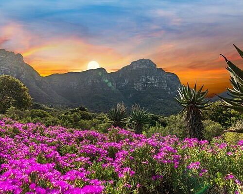 Kirstenbosch National Botanical Garden, Cape Town gardens, Table Mountain views, best gardens in the world, indigenous South African plants, Bona Magazine