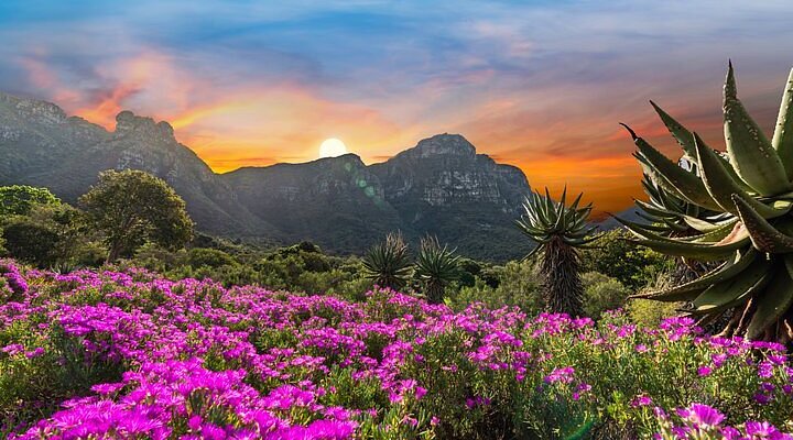Kirstenbosch National Botanical Garden, Cape Town gardens, Table Mountain views, best gardens in the world, indigenous South African plants, Bona Magazine