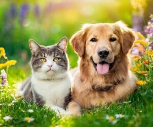 outdoor time for pets, pet health benefits, dog walking South Africa, cat exercise outdoors, pet bonding, sunshine and pets, Johannesburg pet owners, Bona Magazine