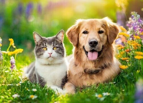 outdoor time for pets, pet health benefits, dog walking South Africa, cat exercise outdoors, pet bonding, sunshine and pets, Johannesburg pet owners, Bona Magazine