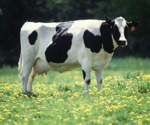 Woolworths milk viral review, South African man TikTok comedy, Woolworths milk medical aid joke, Woolies milk taste video, Bona Magazine