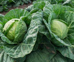 South African mum serving dinner on cabbage leaves, funny parenting hack, viral video, family household responsibility, Bona Magazine