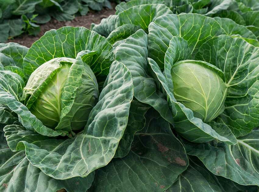 South African mum serving dinner on cabbage leaves, funny parenting hack, viral video, family household responsibility, Bona Magazine