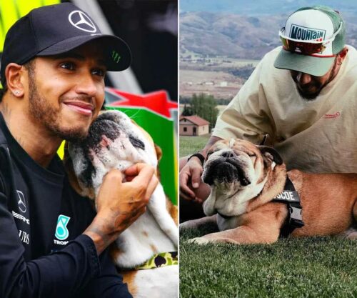 Lewis Hamilton with bulldog Roscoe, Roscoe in Formula One paddock, Hamilton mourning Roscoe, Roscoe bulldog tribute, Lewis Hamilton dog farewell, Roscoe F1 icon, Hamilton Instagram tribute, Bona Magazine
