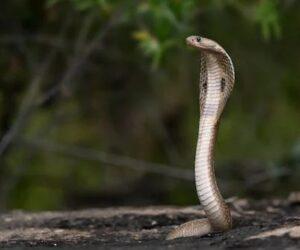 Cape cobra drinking water from bottle, snake rescuer gives water to cobra, Western Cape snake handling, Boland Snake Removals rescue, Bona Magazine