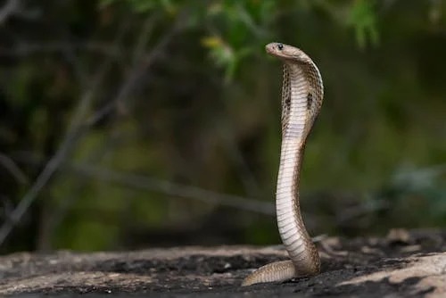 Cape cobra drinking water from bottle, snake rescuer gives water to cobra, Western Cape snake handling, Boland Snake Removals rescue, Bona Magazine