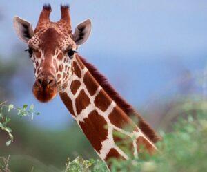giraffe rescue Phelwana, giraffe in swimming pool, Limpopo wildlife rescue, giraffe escape ramp, game reserve rescue scene, animal rescue teamwork, Bona Magazine
