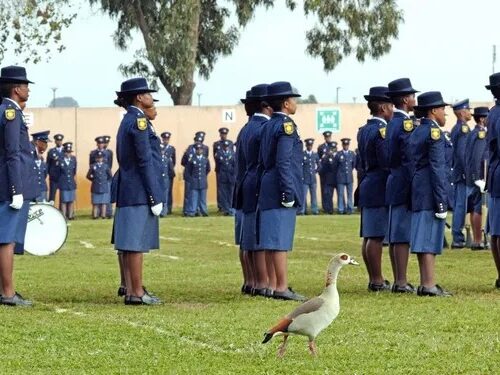 family celebrating police graduation, new officer honoured at home, viral South African video, first cop in the family, proud moment in Mzansi, local tradition of celebration, police uniform and cake, proud parents and siblings, community pride shared online, Bona Magazine