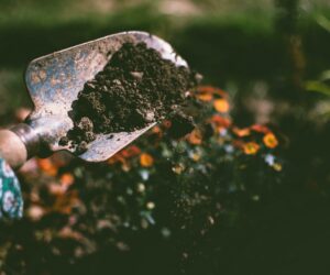 pexels-fotios-photos-1301856