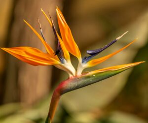 pexels-ganajp-10081627