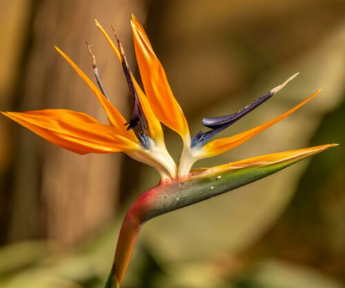 pexels-ganajp-10081627