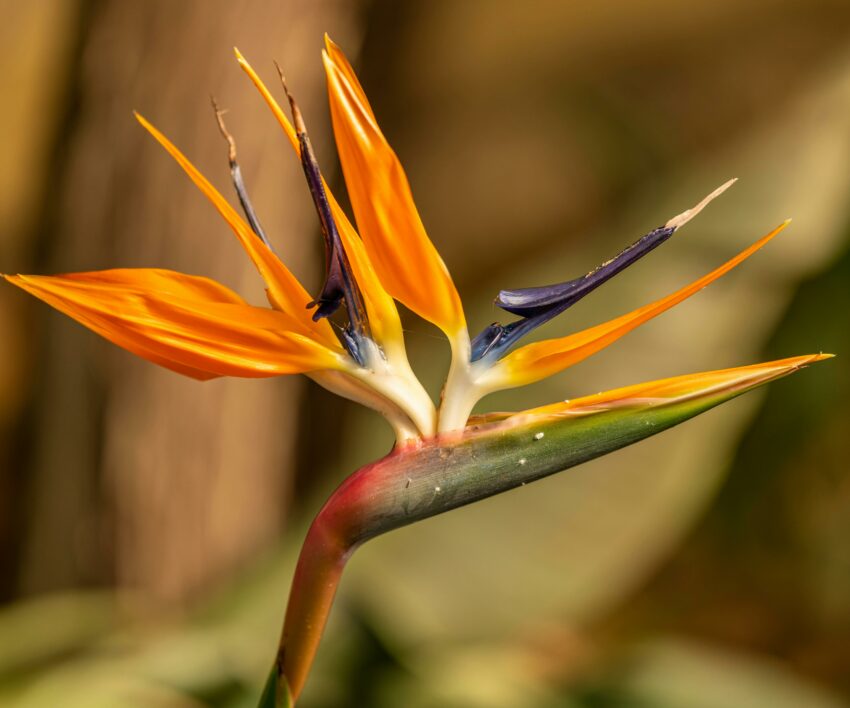 pexels-ganajp-10081627