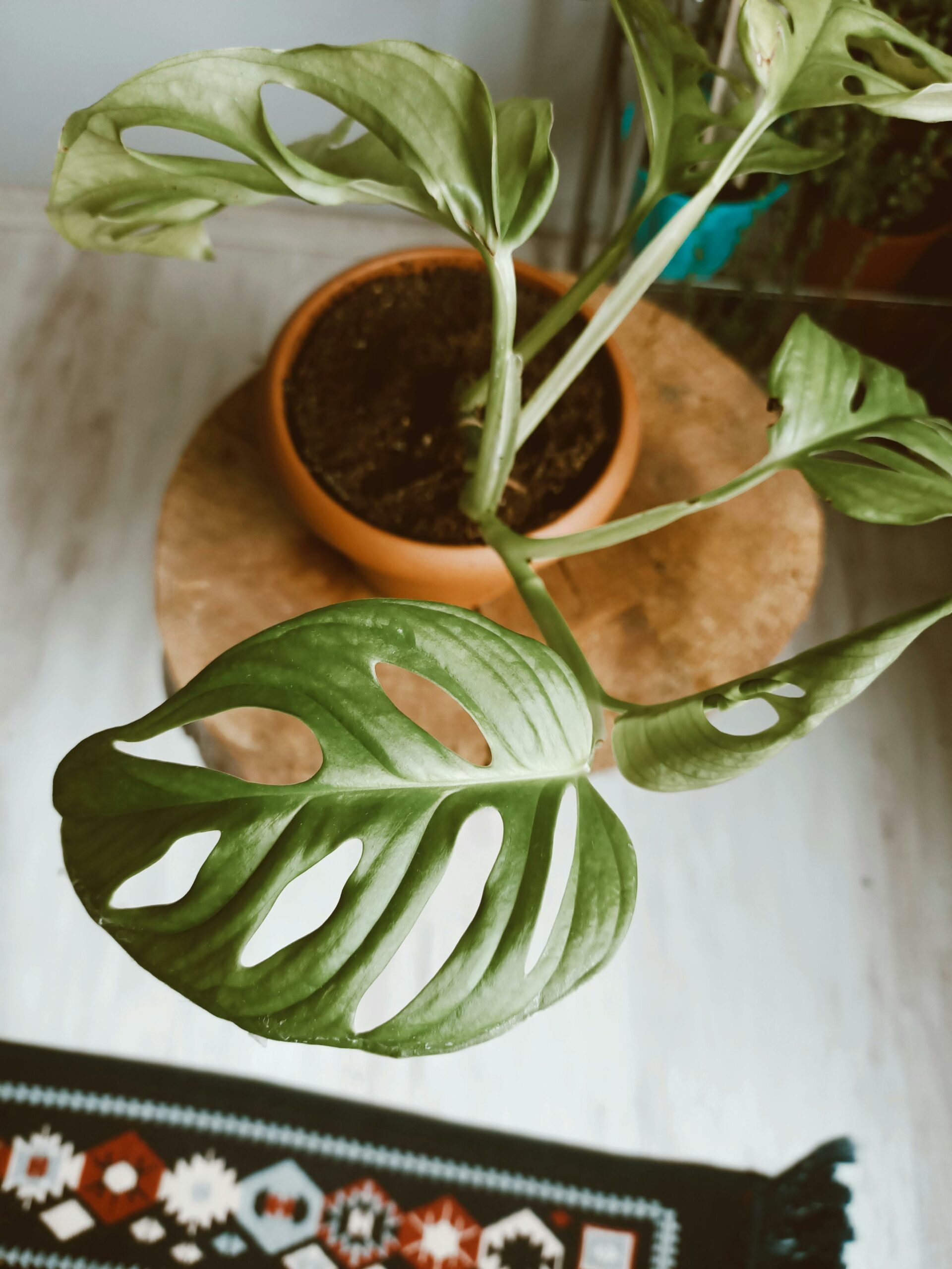 pexels-mavi-mavi-54877670-10829006