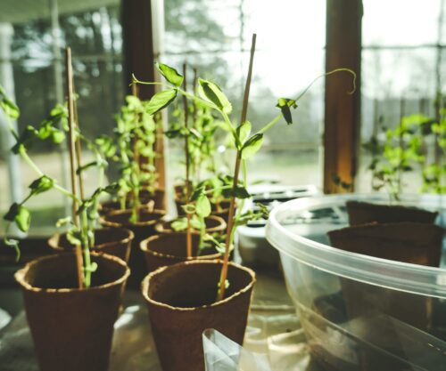 pexels-corin-1105018