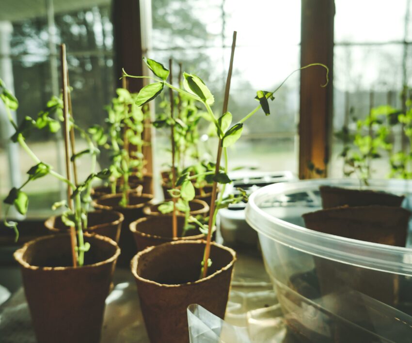 pexels-corin-1105018