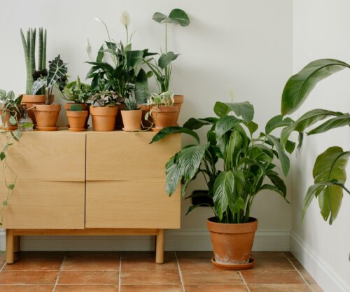 pexels-cottonbro-9707262