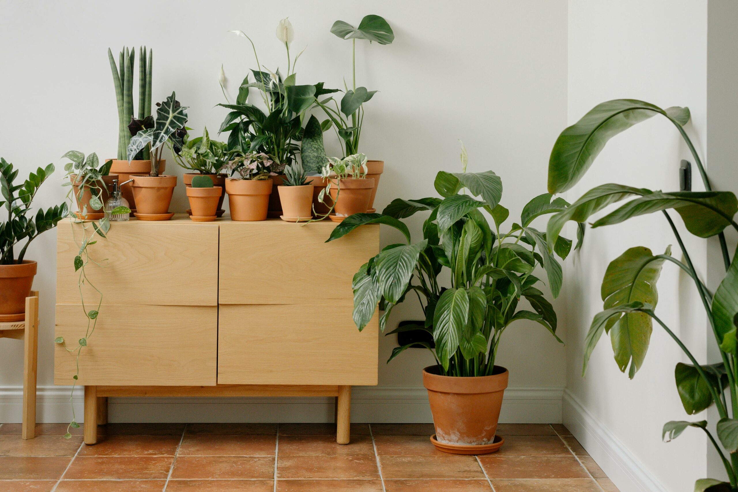 Feng Shui houseplants: The best plants, where to place them and how to ...