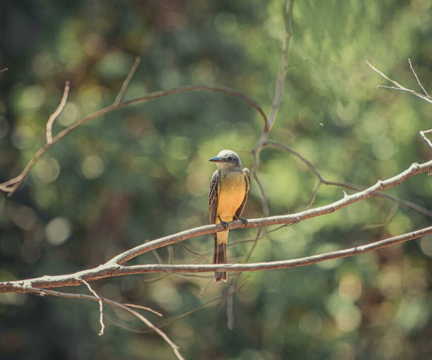 pexels-ravi-franco-lages-1310519-5943401