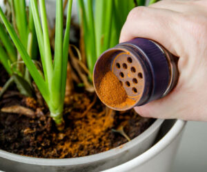 Using powdered cinnamon on house plant as fungicide which has antifungal properties and pest control. Person hand sprinkle cinnamon powder on house plant in home.