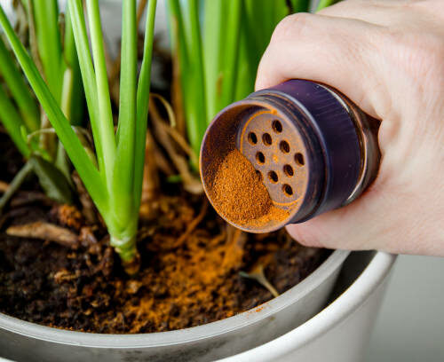 Using powdered cinnamon on house plant as fungicide which has antifungal properties and pest control. Person hand sprinkle cinnamon powder on house plant in home.