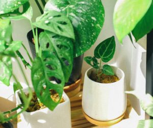 pexels-huy-phan-316220-3153526 (1)