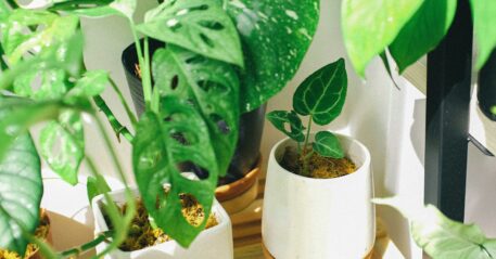 pexels-huy-phan-316220-3153526 (1)