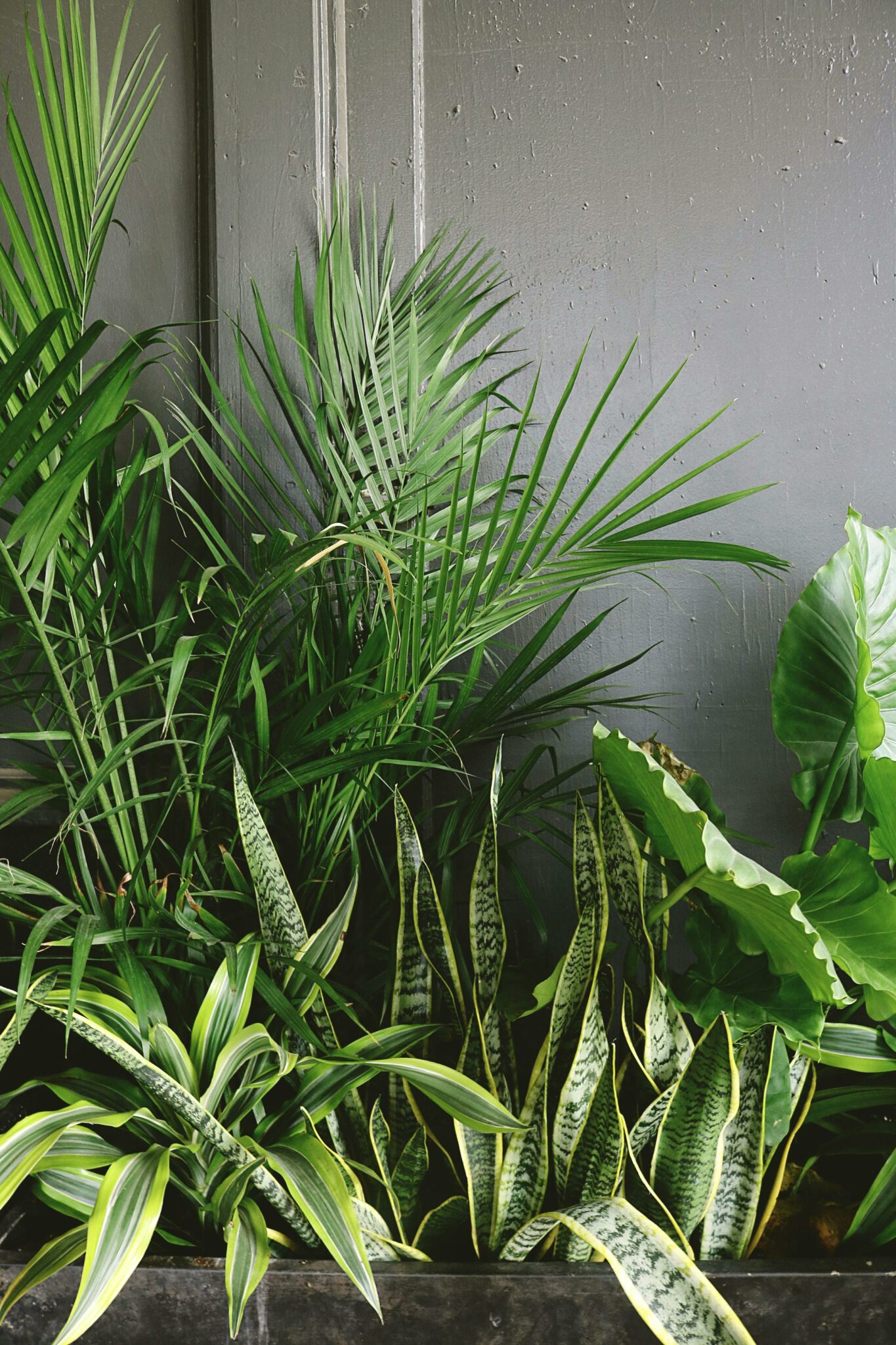 Houseplants that are surprisingly sensitive to hard water